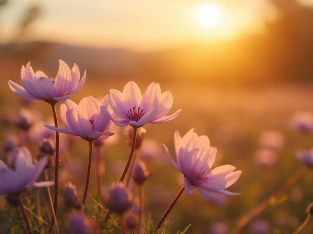 Boost Your Health Naturally with Pulsatilla - Essential Dietary Supplement Guide