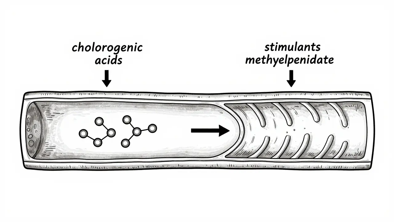 Diagram showing opposing vascular effects of green coffee and stimulants