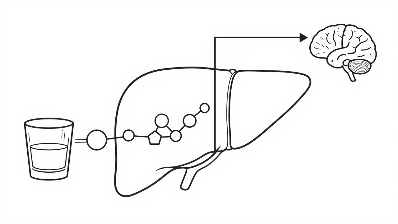 Illustration of liver processing alcohol instead of glucose
